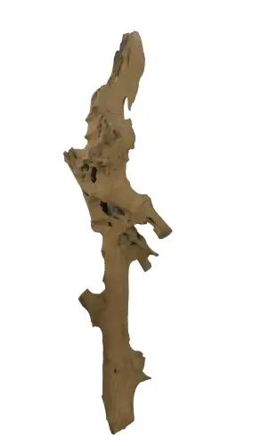 Product image of the product “Root made of teak wood, around 175 - 195 cm Height. May vary shapes. ”